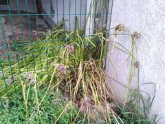 Cyperus longus