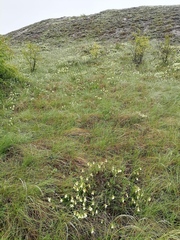 Onosma simplicissima