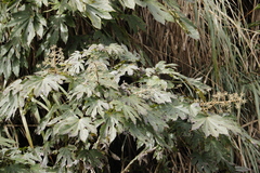 Fatsia polycarpa