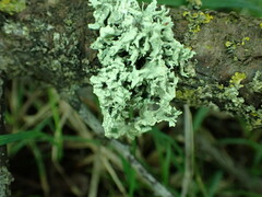 Ramalina fastigiata