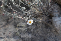 Helianthemum