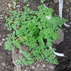 Anthriscus caucalis