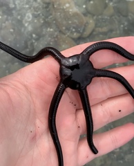 Ophiopsammus maculata