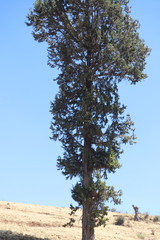 Juniperus procera