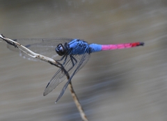 Orthetrum schneideri