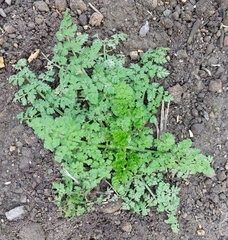 Anthriscus caucalis