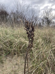 Dactylorhiza praetermissa