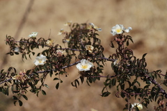 Rosa abyssinica