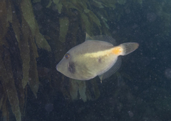 Meuschenia flavolineata