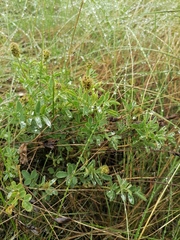 Astragalus albicaulis
