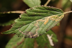 Stigmella aurella