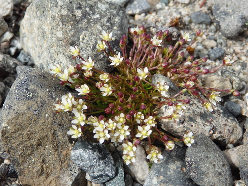 Image of Sagina nivalis by no rights reserved
