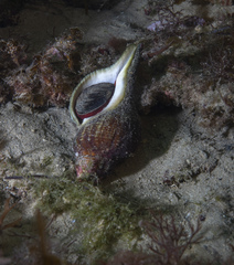 Australaria australasia