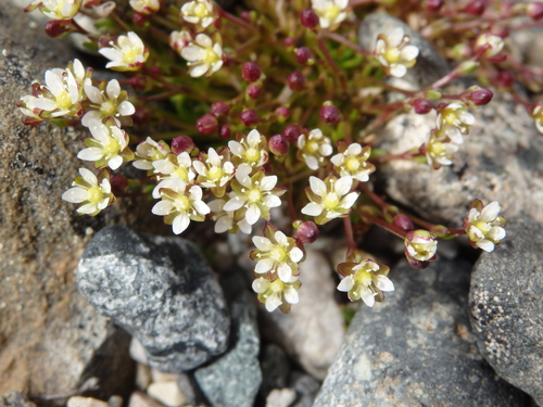 Image of Sagina nivalis by no rights reserved