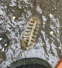 Ischnochiton maorianus