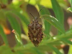 Agonoscelis versicoloratus