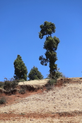 Juniperus procera