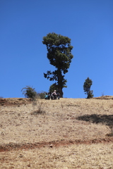 Juniperus procera