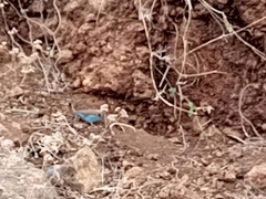 Uraeginthus bengalus