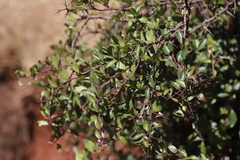 Maytenus arbutifolia
