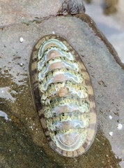 Ischnochiton maorianus