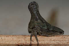 Glossonotus acuminatus