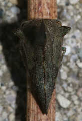 Glossonotus acuminatus