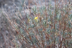 Angiospermae