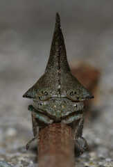 Glossonotus acuminatus