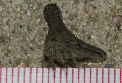 Glossonotus acuminatus