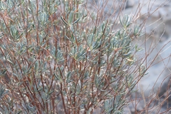 Angiospermae