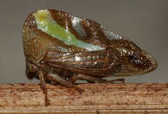 Smilia camelus