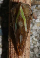 Smilia camelus