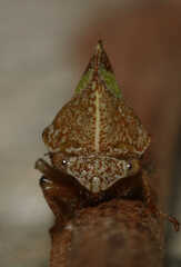 Smilia camelus
