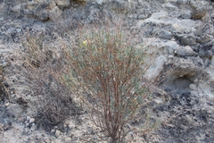 Angiospermae
