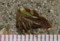 Smilia camelus