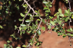 Maytenus arbutifolia