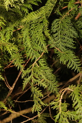 Chamaecyparis lawsoniana