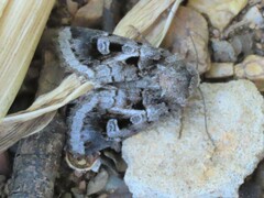 Neuranethes spodopterodes