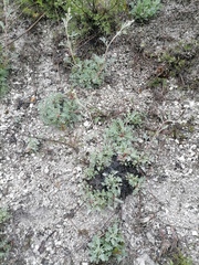 Artemisia hololeuca