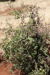 Maytenus arbutifolia