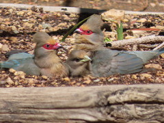 Urocolius indicus indicus