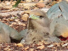 Urocolius indicus indicus
