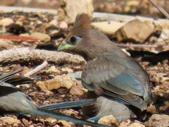 Urocolius indicus indicus