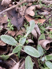 Stachys byzantina