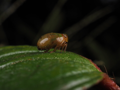 Hemisphaerius