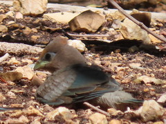 Urocolius indicus indicus