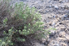 Angiospermae