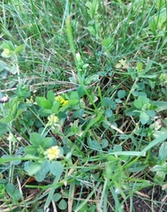 Medicago lupulina