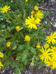 Senecio leucanthemifolius